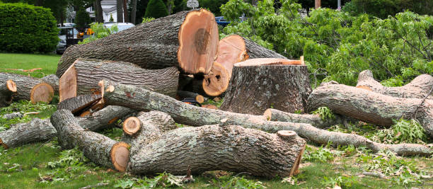 Professional Tree Care in Richlands, NC